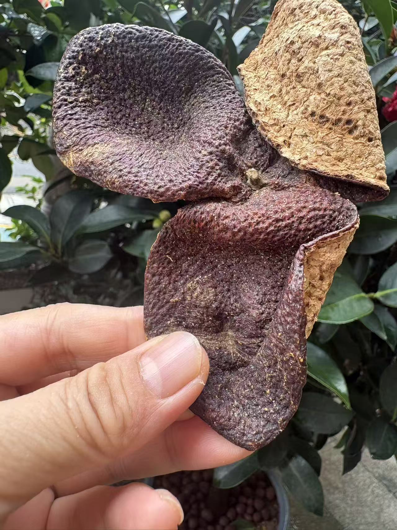 天馬十年陳皮